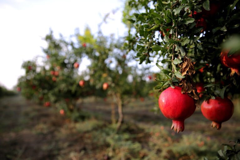 A fresh pomegranate ripening on the tree