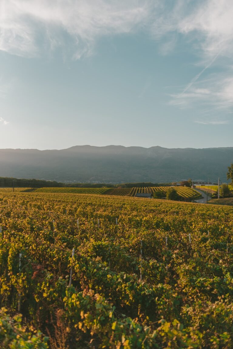 A large vineyard under a bright sky on a sunny day