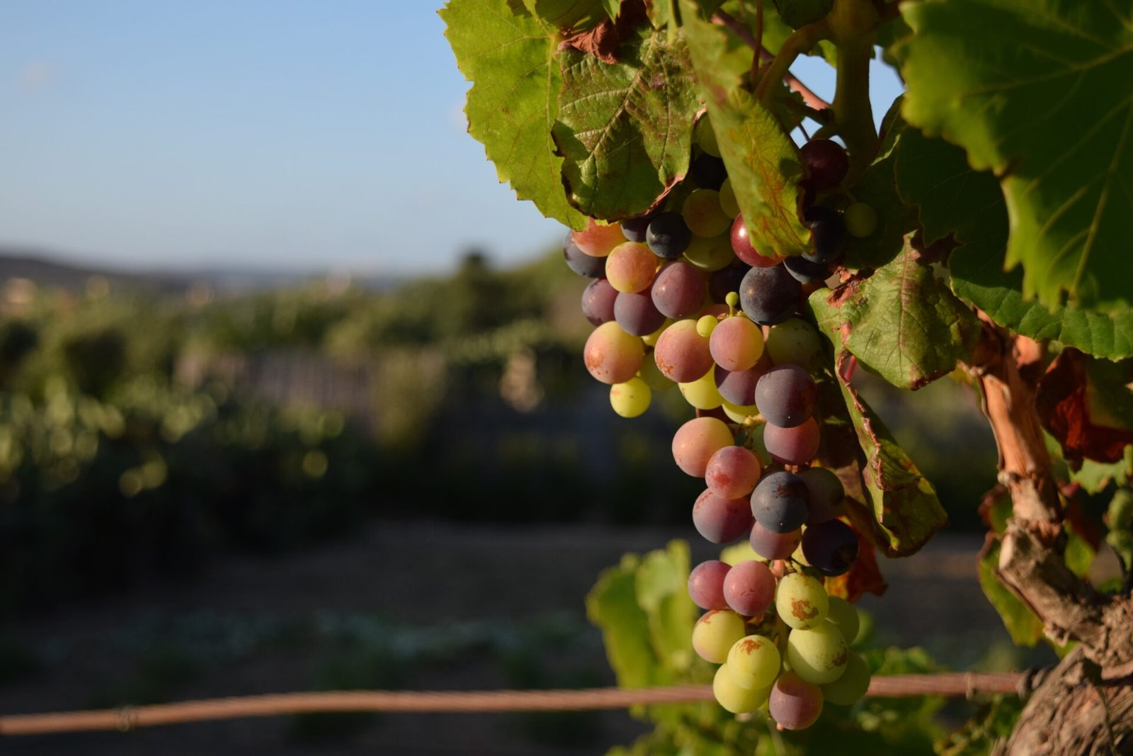 Close-up of grapes ripening in a sunlit vineyard