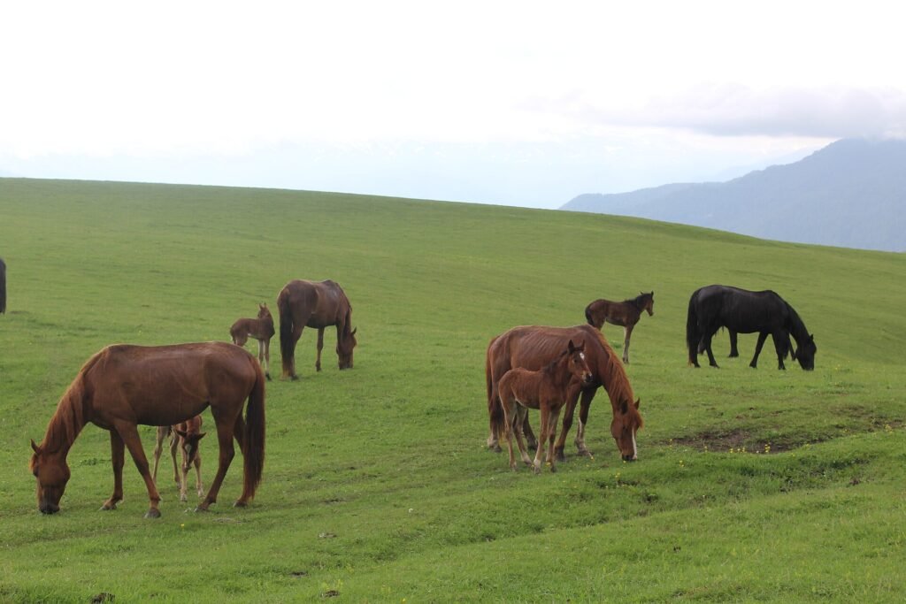 Horses grazing on the slopes around Mount Dimats in Armenia